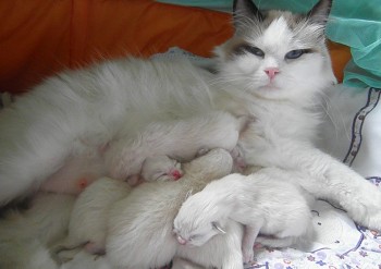 Ginger et ses chatons - Chatterie Ragdolls du Val de Beauvoir